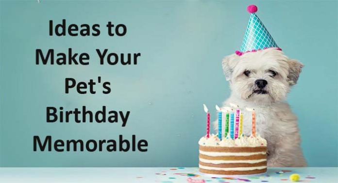 Ideas to Make Your Pet's Birthday Memorable
