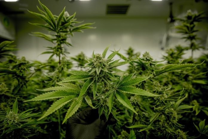 Medical Marijuana