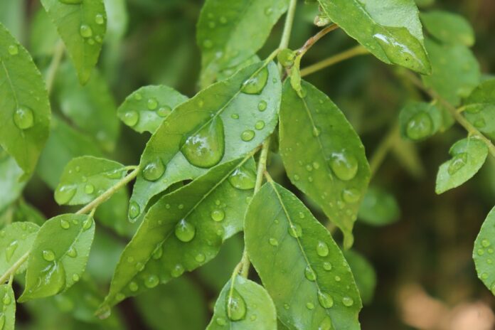 Benefits-Of-Curry-Leaves