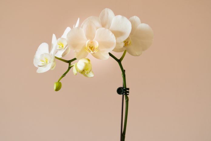 Unlock the Secrets of Orchid Care